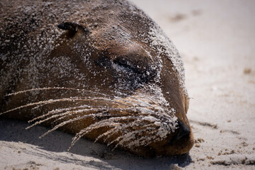 galapagos sea lion