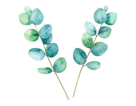 Elegant eucalyptus branches painted with watercolor, perfect for delicate designs and botanical themes, creating a refreshing, natural aesthetic