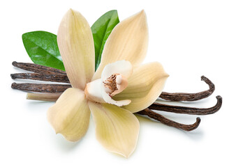 Yellow moth orchid flower and vanilla sticks on white background. File contains clipping path.