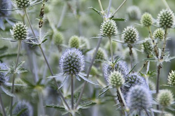 These plants (Eryngium planum) are blooming outdoor in summer time.