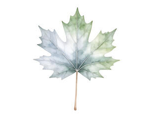 Fototapeta premium Elegant watercolor maple leaf art, perfect for adding a touch of nature to designs or creating a serene, autumnal vibe with its delicate details