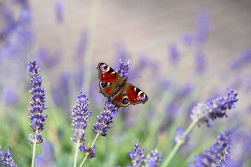 Peacock butterfly on blooming lavender captured in close-up showing wings and fine details in a summer flower meadow