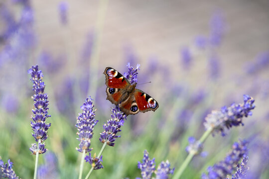 Peacock butterfly on blooming lavender captured in close-up showing wings and fine details in a summer flower meadow - Powered by Adobe