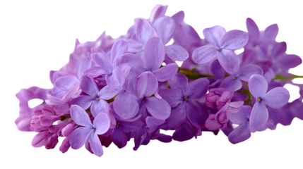 Beautiful purple lilac blossoms floral bouquet spring flowers nature beauty