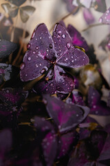 Water drops on purple petals