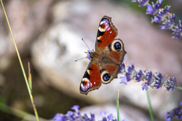 Macro photo of a peacock butterfly on lavender with soft purple tones and natural sunlight in a vibrant summer garden