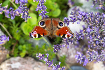 A butterfly pollinates lavender flowers in a vibrant summer scene with sunlight on its wings in a blooming natural garden