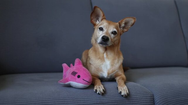 Curious small brown dog lounging peacefully on gray sofa, resting beside pink shark plush while tilting head at viewer with adorable, attentive expression