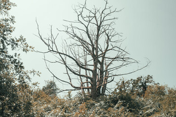 Dramatic image of a large, leafless tree with twisted bare branches towering above dense green...