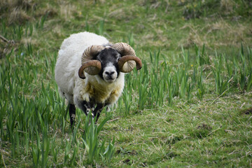 Vision Obscured on a Blackface Sheep in Scotland