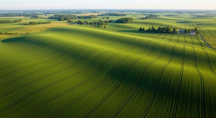 Fototapeta premium Rolling Green Landscape: A stunning aerial view of a rolling green field stretches towards the horizon, capturing the textures of cultivated land under a clear blue sky.