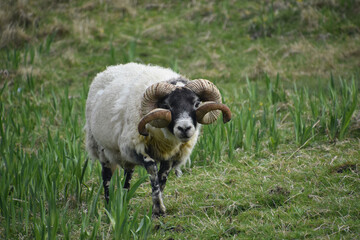Woolly Grazing Blackfaced Sheep in the Highlands