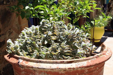 Stachys byzantina lanata with his soft leaves in old clay pot  at Collioure's vibrant courtyard