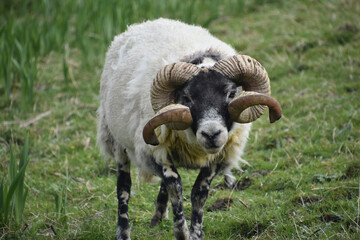 Portrait of a Blackfaced Scottish Sheep in Scotland