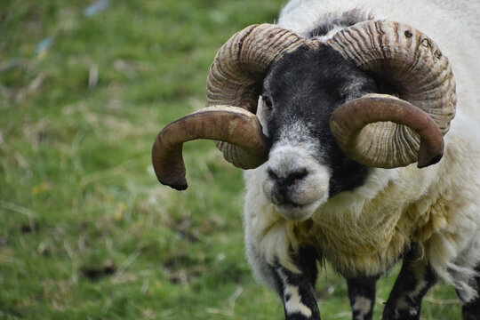 Terrific Close Up of a Blackfaced Sheep - Powered by Adobe