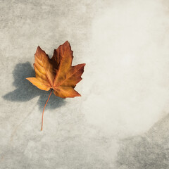 Golden Autumn Maple Leaf on Rustic Stone with Subtle Shadow & Negative Space