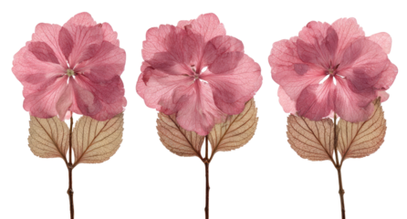 Three pressed, pale pink flowers,  each with a light,  pale center and  pale tan leaves,  isolated on a black background