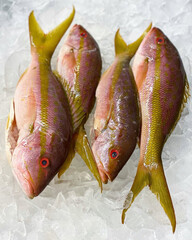 Three yellowtail snappers resting chilled on ice.