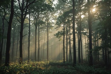 Fototapeta premium Sun rays pierce misty pine forest at dawn