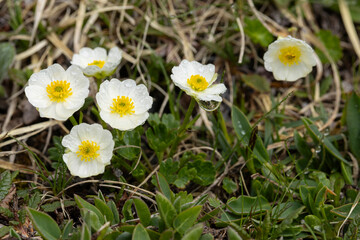 white blooming alpine buttercup (ranunculus alpestris) found on Hahntennjoch in Tyrol in Austria