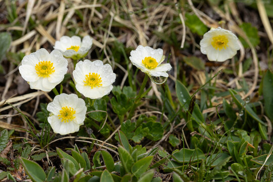 white blooming alpine buttercup (ranunculus alpestris) found on Hahntennjoch in Tyrol in Austria