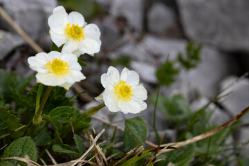 white blooming alpine buttercup (ranunculus alpestris) found on Hahntennjoch in Tyrol in Austria