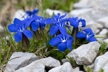 deep blue blooming spring gentian (gentiana verna) found on Hahntennjoch in Tyrol in Austria