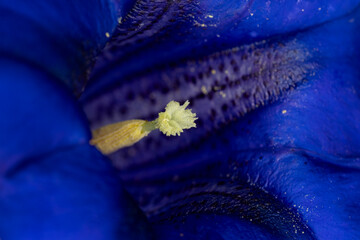deep blue blooming stemless gentian, trumpet gentian (gentiana acaulis) found on Hahntennjoch in Tyrol in Austria