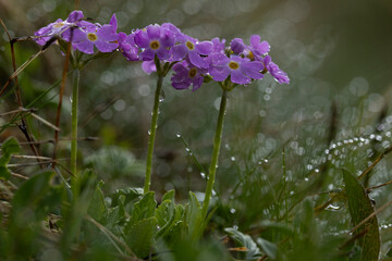 pink blooming Bird's-eye Primrose (Primula farinosa) found on Hahntennjoch in Tyrol in Austria found on Hahntennjoch in Tyrol in Austria