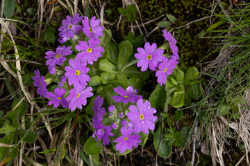 pink blooming Bird's-eye Primrose (Primula farinosa) found on Hahntennjoch in Tyrol in Austria