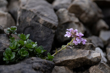 pink blooming Grass starling rotundifolia (Noccaea rotundifolia) found on Hahntennjoch in Tyrol in Austria