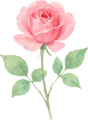 Watercolor pink rose with green leaves and stem on transparent background