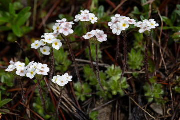 white blooming Sweet-Flower Rock-Jasmine (Androsace chamaejasme) found on Hahntennjoch in Tyrol in Austria