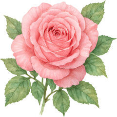 Watercolor Painting Of A Pink Rose With Green Leaves On A Transparent Background