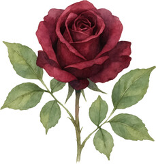 Single Deep Red Rose With Green Leaves On A Transparent Background Single Rose
