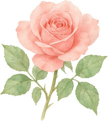 Watercolor painting of a delicate pink rose with green leaves on a stem
