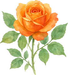 Watercolor Painting Of An Orange Rose With Green Leaves On A Transparent Background