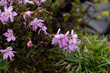 pinkish blooming Ground Cistus (Rhodothamnus chamaecistus) found on Hahntennjoch in Tyrol in Austria