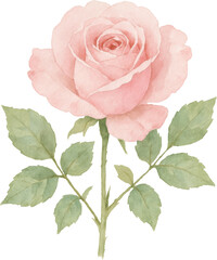 Delicate pink rose bloom with green leaves and stem flower petal leaf nature