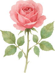 Pink watercolor rose with green leaves and stem on transparent background