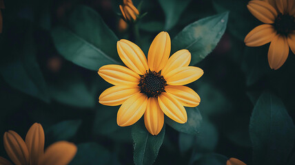 yellow gerber daisy flower