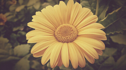 yellow gerber daisy flower