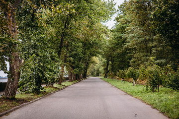 A picturesque empty road winds through a canopy of vibrant green trees on a sunny day. A tree-lined road leads into the distance on a bright day, framed by lush green trees and a serene atmosphere.