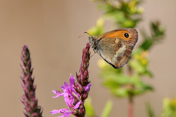 papillon amaryllis pyronia tithonus