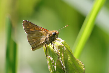 papillon sylvaine femelle