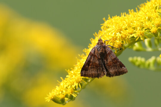 papillon doublure jaune Euclidia glyphica