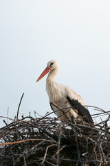 storks in nests