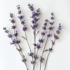 Sprigs of purple lavender flowers arranged on a white background