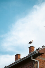 white stork in the nest