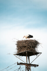 white stork in the nest